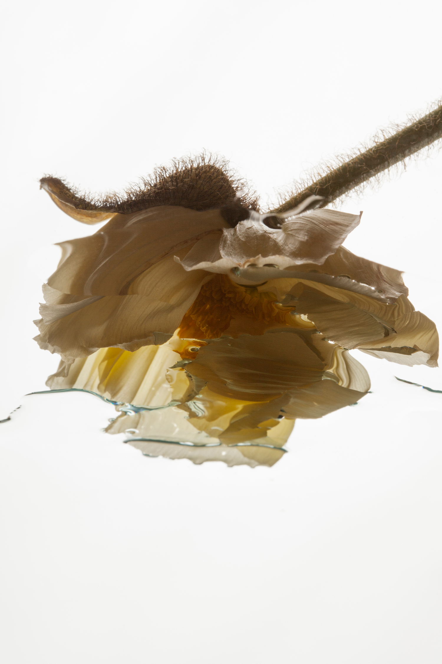 Genetics
Set Styling: 
Greta Billstein